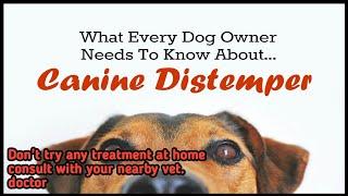 canine distemper  || symptoms, causes,prevention || by. THE PET VISION