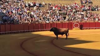 La Corrida di SIVIGLIA!!!