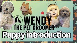 Puppy’s first introduction to grooming #puppygrooming #puppy