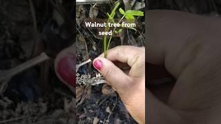 walnut tree from seed #walnut#nature #himalayancultures #himachalpradesh #viralreel #travel