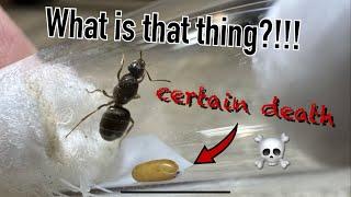 That’s not an egg! The harsh reality of ant keeping