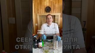 Посев томатов для открытого грунта