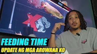 Feeding Time - Update ng Mga Arowana Ko