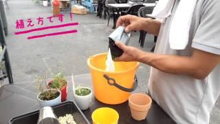 食虫植物の育て方