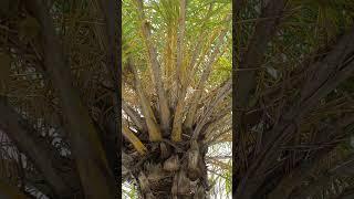 Date Palm (Phoenix dactylifera)min the Maldives?  A Green Effort in Addu City