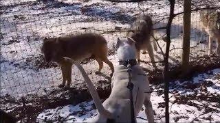 Dogo Argentino and real Wolves (reaction test)