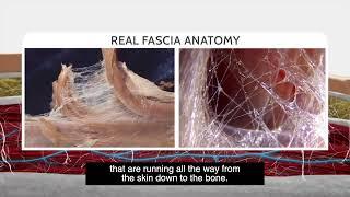 What is "Cellulite"?  Fascia explained