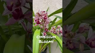 Subscribe for more Cymbidium Blooms