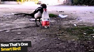 Genius magpie drops stones into bottle to make water level rise so it can drink.