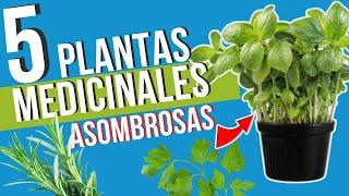  5 Nuevas PLANTAS MEDICINALES que Debes Cultivar en tu HUERTA | ¡CONOCE sus BENEFICIOS!