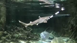 Feeding Baby Shark