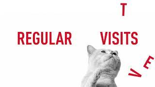 Stay Curious Cat 2H Campaign Awareness YouTube OLV B 15 Eng BR VID 16x9