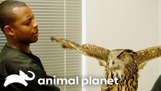 Great Horned Owl Has a Concerning Eye Injury | The Vet Life | Animal Planet