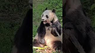 Chin Ke Panda  #shorts #youtubeshorts