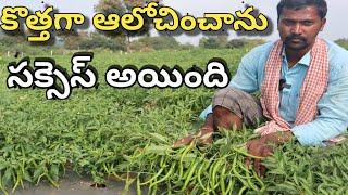 how to get more yielding in mirchi / mirchi farming/ కొత్త ఆలోచించాను సక్సెస్ అయింది