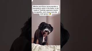 cachorro com dentadura