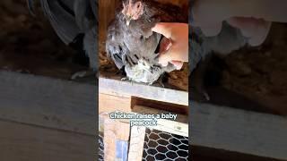 Chicken raises a baby peacock #animalshorts