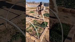 Making a greenhouse #vegetablegrowing#farm#rurallife#lifewithnature#agriculture#gardening#vegetables