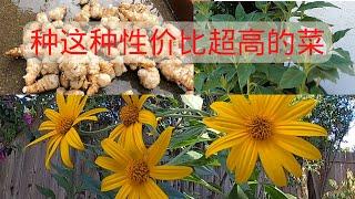 性价比超高的菜 种植过程省心 食用营养价值高 #后院种菜 #花盆种菜