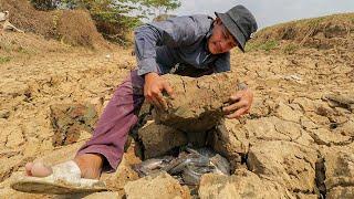 Best Dry Season Fishing 2020 - Catching Catfish In Dry Land by Hand