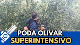  Poda Manual en Olivar Superintensivo