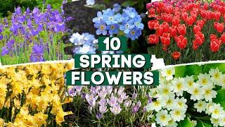 10 Spring Flowers That Will Make Your Garden Stand Out     // PlantDo Home & Garden