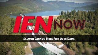 IEN NOW: Salmon Cannon Fires Fish Over Dams