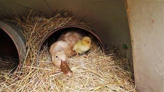 Baby Ducks Are Hatching! - Homestead Happenings