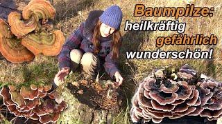 Baumpilze: heilkräftig - gefährlich - wunderschön!