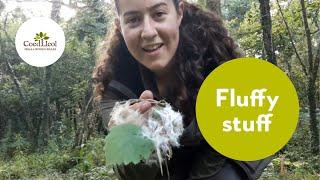 Fluffy stuff | Coed Lleol (Small Woods Wales)