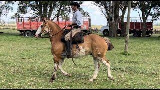 CABALLO OVERO GATEADO PARA GENTE CON MANEJO $2.300.000 LOSEQUINOS.COM