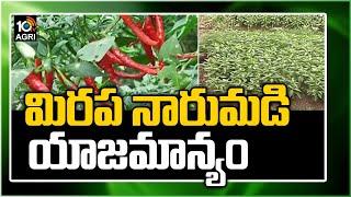 మిర‌ప నారుమ‌డి యాజ‌మాన్యం: Chilli Cultivation Methods | Matti Manishi | 10TV News