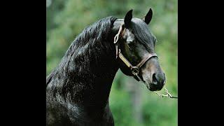 THE LIPPITT MORGAN HORSE  •  THE CONSUMMATE SPORT HORSE