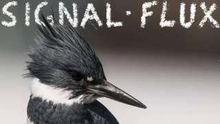 Signal Flux - Vogelfrei