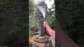This Guy GREW a MINI FOREST In His Backyard!