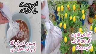 How to get more lemons from a lemon plant || Best homemade fertilizer for lemon plant.