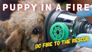 Puppies in a fire, rescued by DC Fire Department