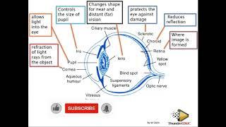 THE HUMAN EYE (structure and function) GRADE 12 LIFE SCIENCES : ThunderEDUC: M.SAIDI