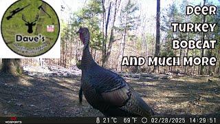 Dave's HSB Trail Camera Highlights for March 2025