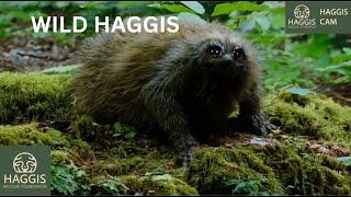 The Fascinating World of Wild Scottish Haggis Animals