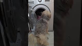 زرنگ خان رو ببین#shorts  #doglover