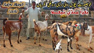 Bacho Wali Desi Dogli Bakriyan Taxila Bakra Mandi Latest Update November 2024