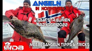 Angeln in Norwegen 2022 Saltstraumen Brygge  Meeresangeln Dorsch Heilbutt mit Angel Berger on Tour