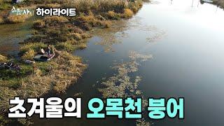 [하이라이트] FishingTV 수초와 수초 사이 14화 - 초겨울의 오목천 붕어 (2024.12.17.방송)