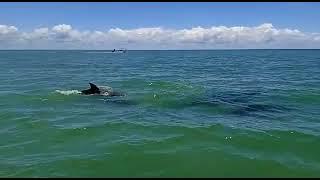 Tour delfines isla aguada