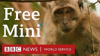 Free Mini: Rescued baby monkey escapes exploitation and returns to the wild - BBC World Service