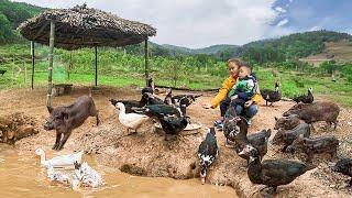 Make a small hut out of bamboo - Harvesting wild apples - Feed pigs and ducks