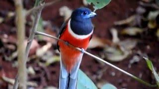 Malabar Trogon (Male) Bird - 5