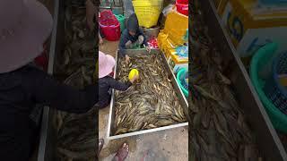 #fish #market #fish #fishmarket #markettour #streetfood #food  #fishlovers #fishsellers #Foodlover