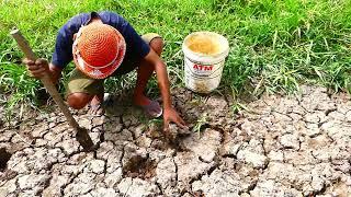 Find Many Catfish in Secret Hole Dry by a farmer